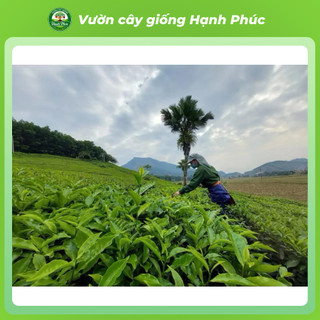 Combo 3 Cây Giống CHÈ XANH THÁI NGUYÊN Chuẩn Giống, Hương Vị Thơm Ngon, Pha Trà, Làm Bánh