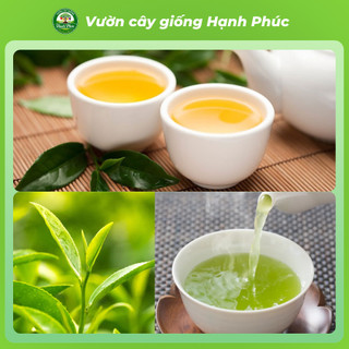 Combo 3 Cây Giống CHÈ XANH THÁI NGUYÊN Chuẩn Giống, Hương Vị Thơm Ngon, Pha Trà, Làm Bánh