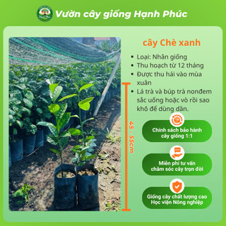 Combo 3 Cây Giống CHÈ XANH THÁI NGUYÊN Chuẩn Giống, Hương Vị Thơm Ngon, Pha Trà, Làm Bánh