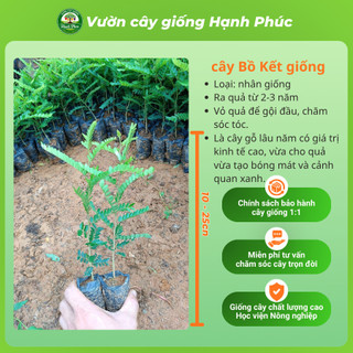 Cây giống BỒ KẾT Siêu Trái, Dễ Trồng, Nhanh thu hoạch, Dùng Gội đầu Giúp Dưỡng Tóc Chắc Khỏe, Mượt
