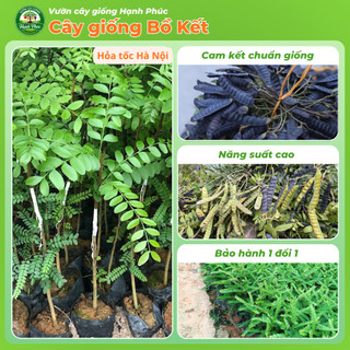 Cây giống BỒ KẾT Siêu Trái, Dễ Trồng, Nhanh thu hoạch, Dùng Gội đầu Giúp Dưỡng Tóc Chắc Khỏe, Mượt