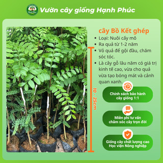 Cây giống BỒ KẾT Siêu Trái, Dễ Trồng, Nhanh thu hoạch, Dùng Gội đầu Giúp Dưỡng Tóc Chắc Khỏe, Mượt