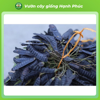Cây giống BỒ KẾT Siêu Trái, Dễ Trồng, Nhanh thu hoạch, Dùng Gội đầu Giúp Dưỡng Tóc Chắc Khỏe, Mượt