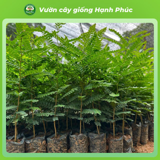 Cây giống BỒ KẾT Siêu Trái, Dễ Trồng, Nhanh thu hoạch, Dùng Gội đầu Giúp Dưỡng Tóc Chắc Khỏe, Mượt