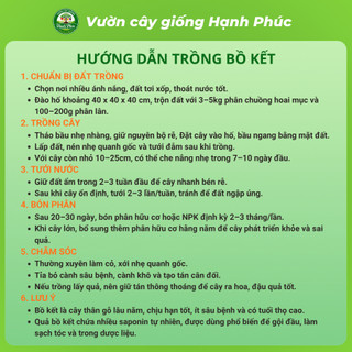 Cây giống BỒ KẾT Siêu Trái, Dễ Trồng, Nhanh thu hoạch, Dùng Gội đầu Giúp Dưỡng Tóc Chắc Khỏe, Mượt