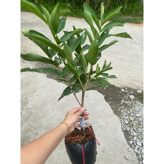 Cây mân xanh đường Sóc Trăng - cây ăn trái dễ trồng - ra trái sau vài tháng