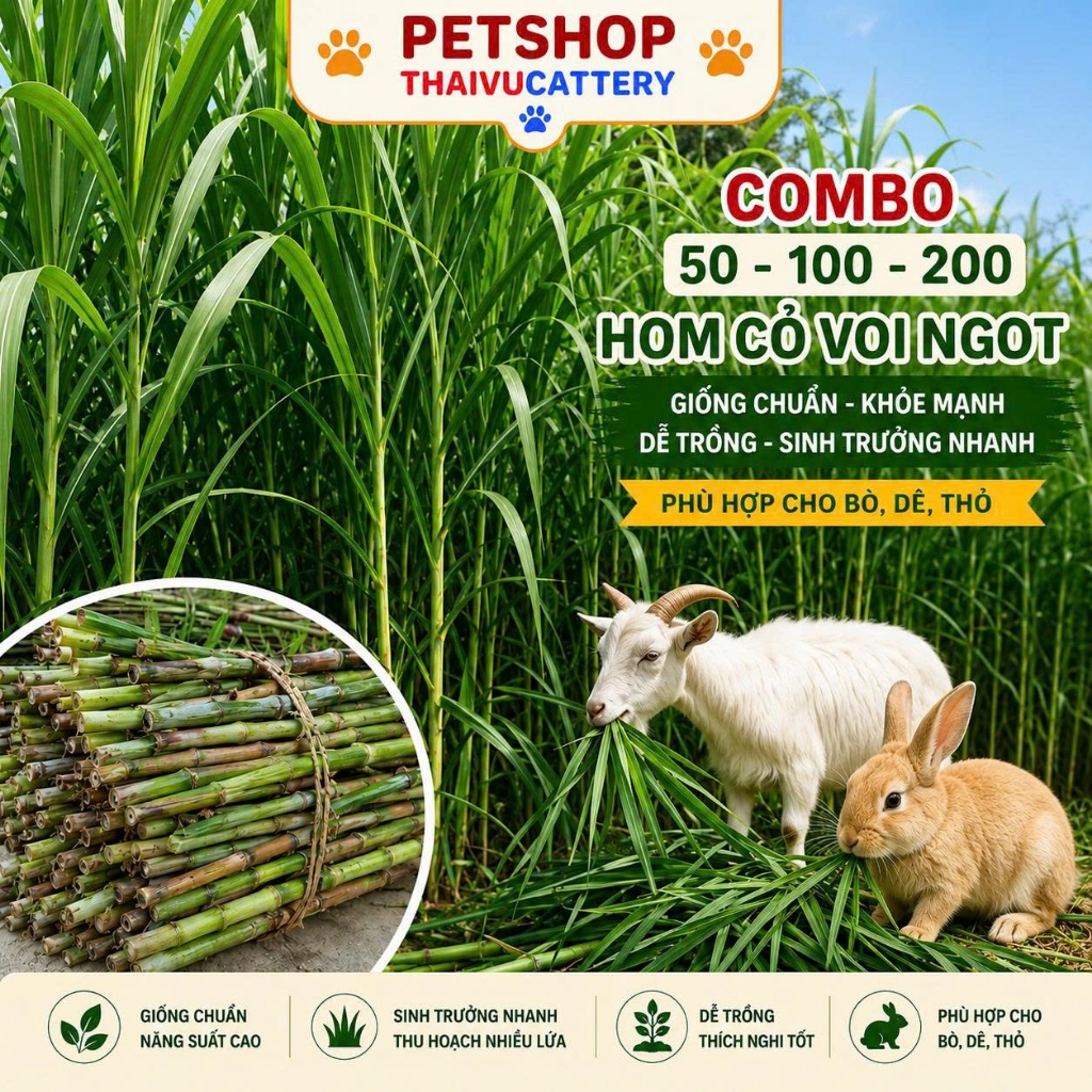 Combo 50 - 100 -200 Hom Cỏ Voi Ngọt Giống Chuẩn Dễ Trồng Sinh Trưởng Nhanh Thức Ăn Cho Thỏ Bò Dê Cừu