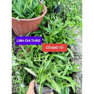 Cây Linh Chi Thảo (cây cỏ Bao tử) có nhiều phân loại để quí A/c chọn lựa