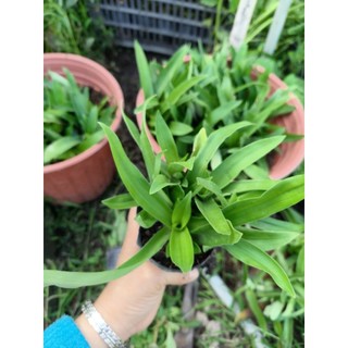 Cây Linh Chi Thảo (cây cỏ Bao tử) có nhiều phân loại để quí A/c chọn lựa