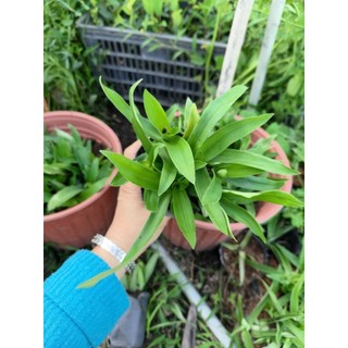 Cây Linh Chi Thảo (cây cỏ Bao tử) có nhiều phân loại để quí A/c chọn lựa