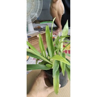 Cây Linh Chi Thảo (cây cỏ Bao tử) có nhiều phân loại để quí A/c chọn lựa