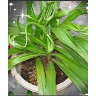 Chậu Ngải Tổ, Ngải xoắn, Ngải Uyên Ương (giá chậu 1cây)