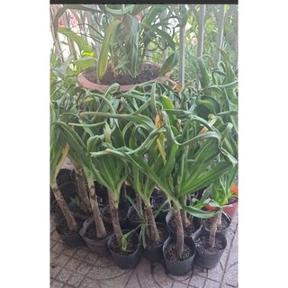Chậu Ngải Tổ, Ngải xoắn, Ngải Uyên Ương (giá chậu 1cây)