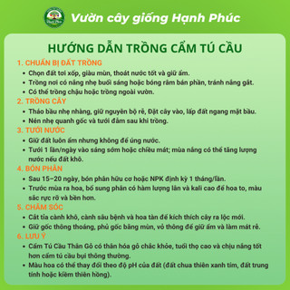 Cây giống Hoa CẨM TÚ CẦU Thân Gỗ siêu bông, chịu nhiệt, trang trí sân vườn, ban công, hiên nhà đẹp