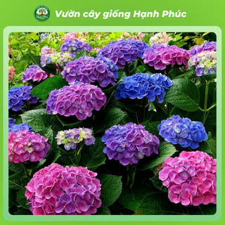 Cây giống Hoa CẨM TÚ CẦU Thân Gỗ siêu bông, chịu nhiệt, trang trí sân vườn, ban công, hiên nhà đẹp
