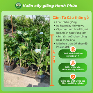 Cây giống Hoa CẨM TÚ CẦU Thân Gỗ siêu bông, chịu nhiệt, trang trí sân vườn, ban công, hiên nhà đẹp