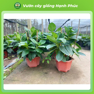 Cây giống Hoa CẨM TÚ CẦU Thân Gỗ siêu bông, chịu nhiệt, trang trí sân vườn, ban công, hiên nhà đẹp