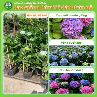 Cây giống Hoa CẨM TÚ CẦU Thân Gỗ siêu bông, chịu nhiệt, trang trí sân vườn, ban công, hiên nhà đẹp