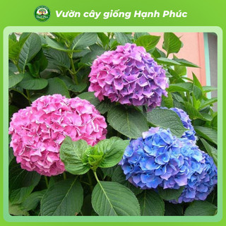 Cây giống Hoa CẨM TÚ CẦU Thân Gỗ siêu bông, chịu nhiệt, trang trí sân vườn, ban công, hiên nhà đẹp