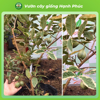 Cây gióng ỔI CẨM THẠCH Chuẩn Giống, Năng Suất Cao, Sai Quả Ngọt Thanh, Dễ Trồng