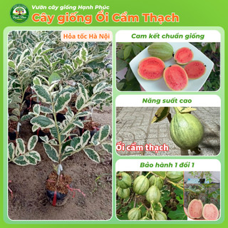 Cây gióng ỔI CẨM THẠCH Chuẩn Giống, Năng Suất Cao, Sai Quả Ngọt Thanh, Dễ Trồng
