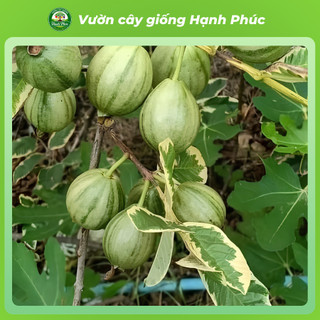 Cây gióng ỔI CẨM THẠCH Chuẩn Giống, Năng Suất Cao, Sai Quả Ngọt Thanh, Dễ Trồng