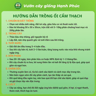 Cây gióng ỔI CẨM THẠCH Chuẩn Giống, Năng Suất Cao, Sai Quả Ngọt Thanh, Dễ Trồng