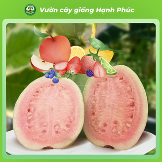 Cây gióng ỔI CẨM THẠCH Chuẩn Giống, Năng Suất Cao, Sai Quả Ngọt Thanh, Dễ Trồng