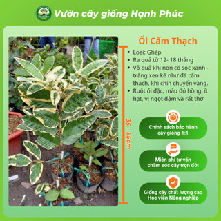 Cây gióng ỔI CẨM THẠCH Chuẩn Giống, Năng Suất Cao, Sai Quả Ngọt Thanh, Dễ Trồng