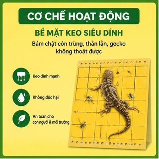 🏠Keo Dính Bắt Thằn Lằn Thạch Sùng Cỡ Lớn Keo Siêu Dính Dùng Trong Nhà 5 Tấm – Dọn sạch thạch sùng nhanh gọn, giữ nhà cửa