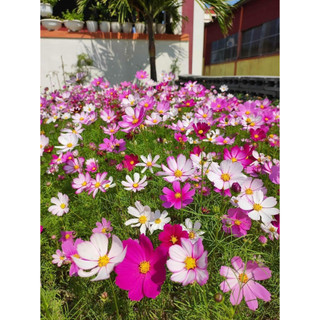 {MỚI] - Hạt giống sao nhái mixx màu siêu đẹp , cánh đơn cực đẹp trồng vườn, khu du lịch