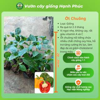 Cây Giống ỚT SỪNG TRÂU - ỚT CHỈ THIÊN - ỚT CHUỐNG Dễ Trồng, Năng suất Cao, Ra Quả Quanh năm