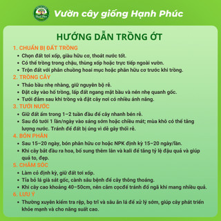Cây Giống ỚT SỪNG TRÂU - ỚT CHỈ THIÊN - ỚT CHUỐNG Dễ Trồng, Năng suất Cao, Ra Quả Quanh năm
