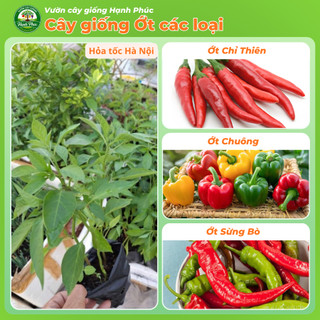 Cây Giống ỚT SỪNG TRÂU - ỚT CHỈ THIÊN - ỚT CHUỐNG Dễ Trồng, Năng suất Cao, Ra Quả Quanh năm