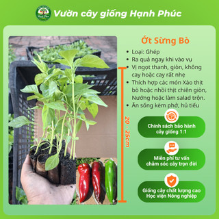 Cây Giống ỚT SỪNG TRÂU - ỚT CHỈ THIÊN - ỚT CHUỐNG Dễ Trồng, Năng suất Cao, Ra Quả Quanh năm