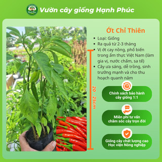 Cây Giống ỚT SỪNG TRÂU - ỚT CHỈ THIÊN - ỚT CHUỐNG Dễ Trồng, Năng suất Cao, Ra Quả Quanh năm