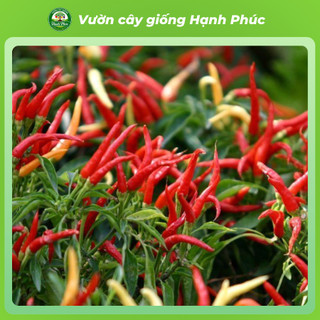 Cây Giống ỚT SỪNG TRÂU - ỚT CHỈ THIÊN - ỚT CHUỐNG Dễ Trồng, Năng suất Cao, Ra Quả Quanh năm