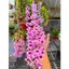 Chậu Ki Dã Hạc Hồng Cánh Sen Siêu Hoa