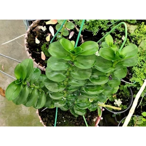 Ki giống lan Phi Điệp lá Mít Xu Thân lá đẹp