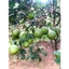 👑 BƯỞI DA XANH TRÀ DU FARM - THƠM NGON, MỌNG NƯỚC, NGỌT THANH TỰ NHIÊN