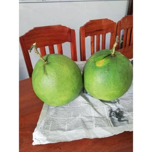 👑 BƯỞI DA XANH TRÀ DU FARM - THƠM NGON, MỌNG NƯỚC, NGỌT THANH TỰ NHIÊN