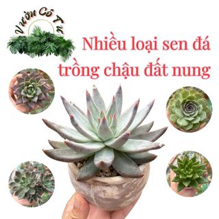 [ĐƯỢC CHỌN CÂY] Nhiều loại sen đá trồng sẵn chậu đất nung (7-8cm) | Cây đã thuần khí hậu miền nam