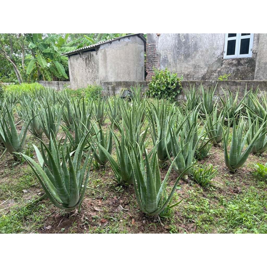 cây giống nha đam mỹ 20-30cm gốc rễ khoẻ