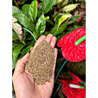 Cát Suối Biotope Tự Nhiên Tone Nâu Trầm (Hạt nhỡ) - Phù Hợp Chơi Biotope - Suối (1kg, 2kg, 5kg)