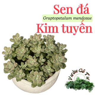 SEN ĐÁ KIM TUYẾN |Graptopetalum mendozae| Cây đã vô chậu và thuần khí hậu miền nam