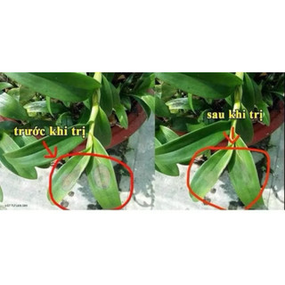 captan thái lan- trị thối nhũn cho lan và cây cảnh