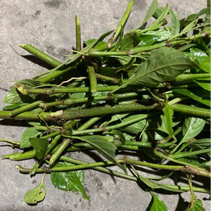 Giống Cây Cẩm tím Tạo Màu Xôi Tự Nhiên - Cây Khỏe Dễ Trồng - Cây Cẩm Nhuộm Xôi