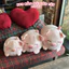 Gấu Bông Lợn Nằm Đội Dâu Tây 35cm 45cm 55cm – Heo Bông Cute Má Hồng Ôm Ngủ Siêu Mềm