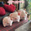 Gấu Bông Lợn Nằm Đội Dâu Tây 35cm 45cm 55cm – Heo Bông Cute Má Hồng Ôm Ngủ Siêu Mềm