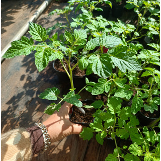(New) Cây Cà Chua Bi Chưa Trái Kim Bio Farm - Sai Quả, Dễ Trồng, Thu Hoạch Nhanh